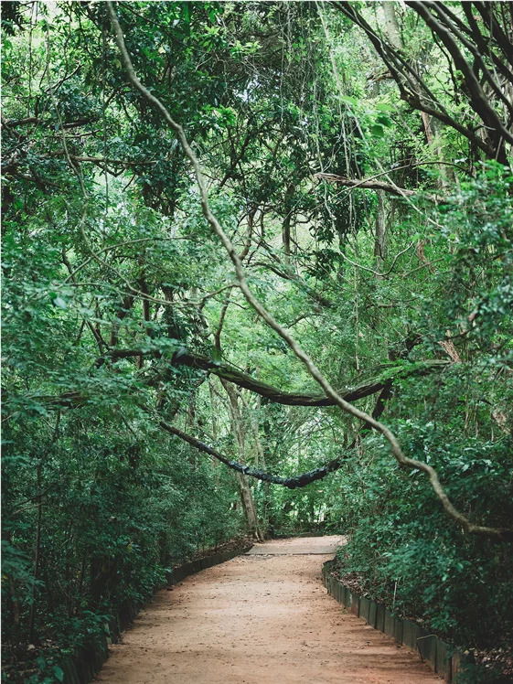 jungle